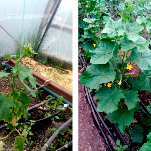Носости
